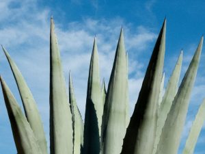 Aloe Vera Spray - en perle fra naturens eget medicinskab