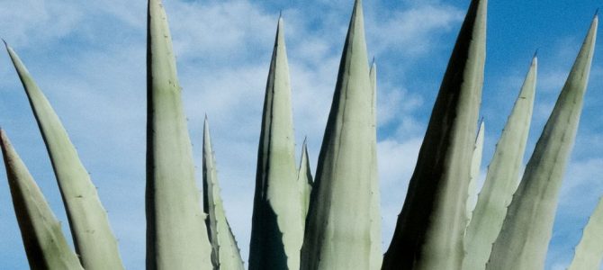 Aloe Vera Spray – en perle fra naturens eget medicinskab Aloe Vera Spray – en perle fra naturens eget medicinskab